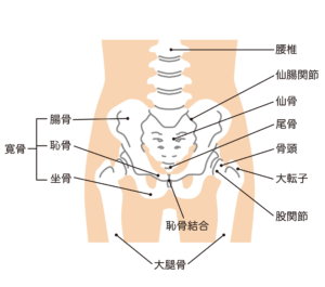 中央区日本橋で変形性股関節症などの股関節の痛みの改善なら 日本橋中央整骨院